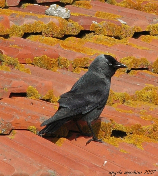 Taccola  Corvus monedula equilibrista